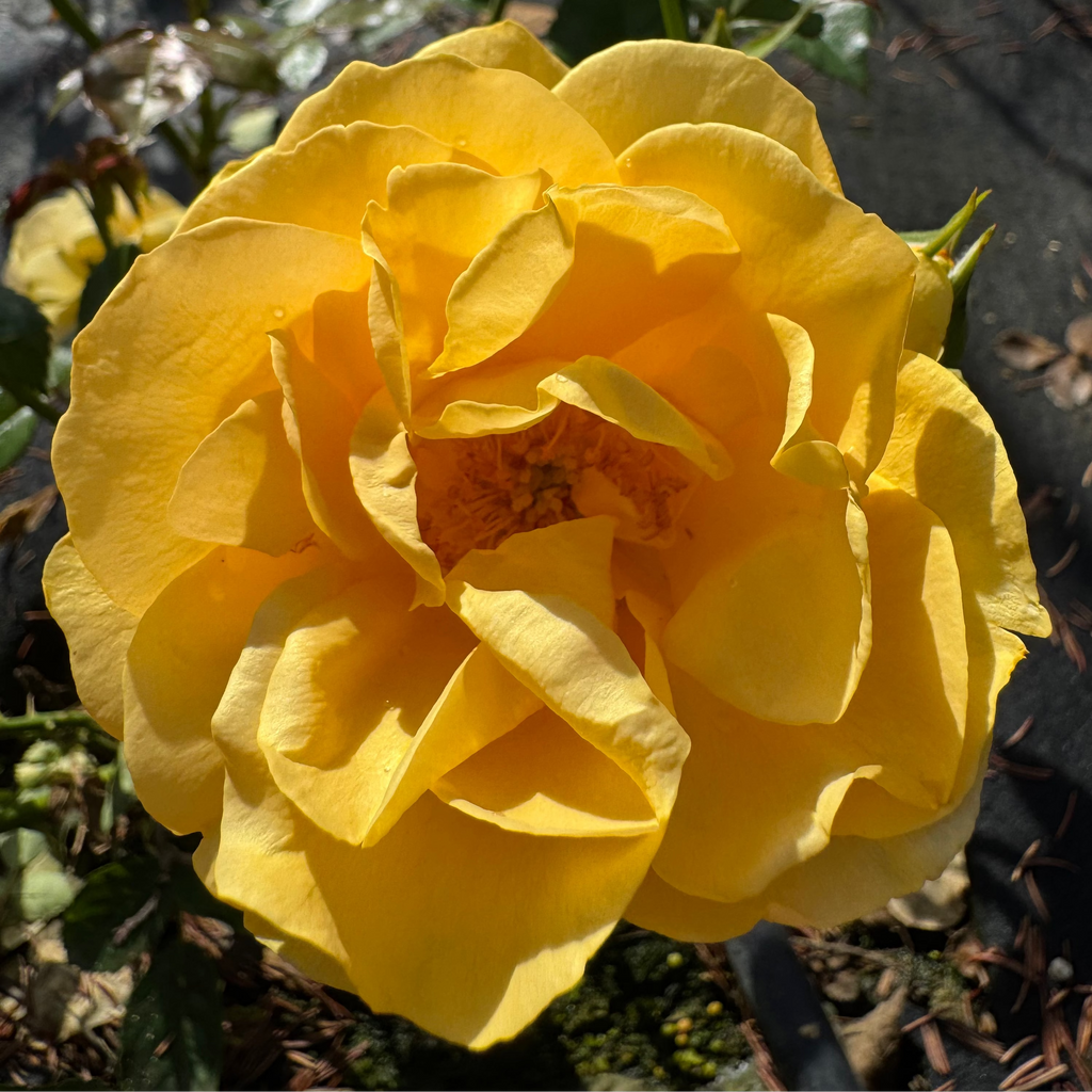 Julia Child (per stem)