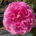 Gallicandy (per stem)