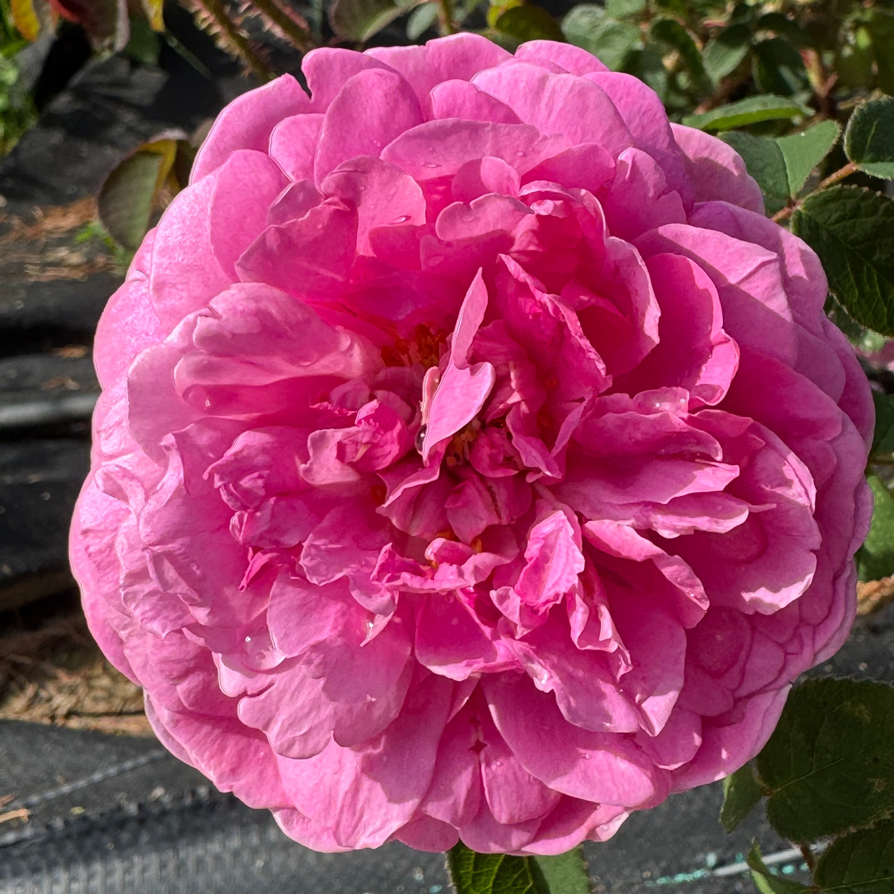 Gallicandy (per stem)