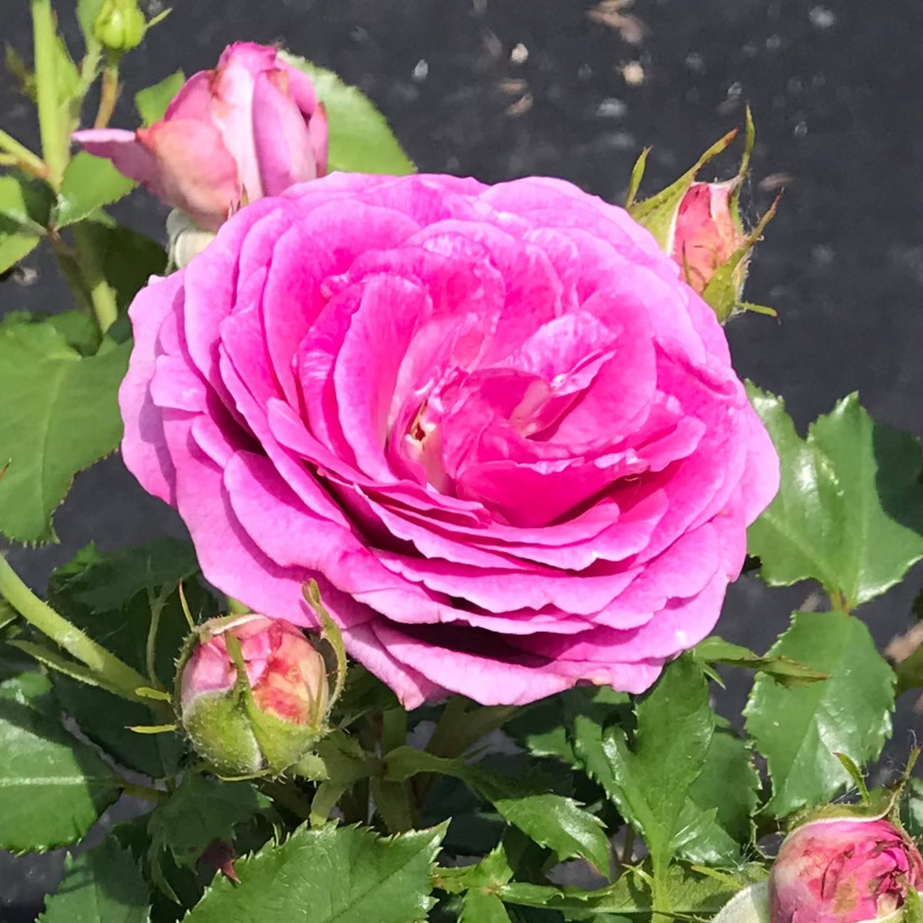 Sweet Madame Blue (per stem)
