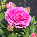 Sweet Madame Blue (per stem)