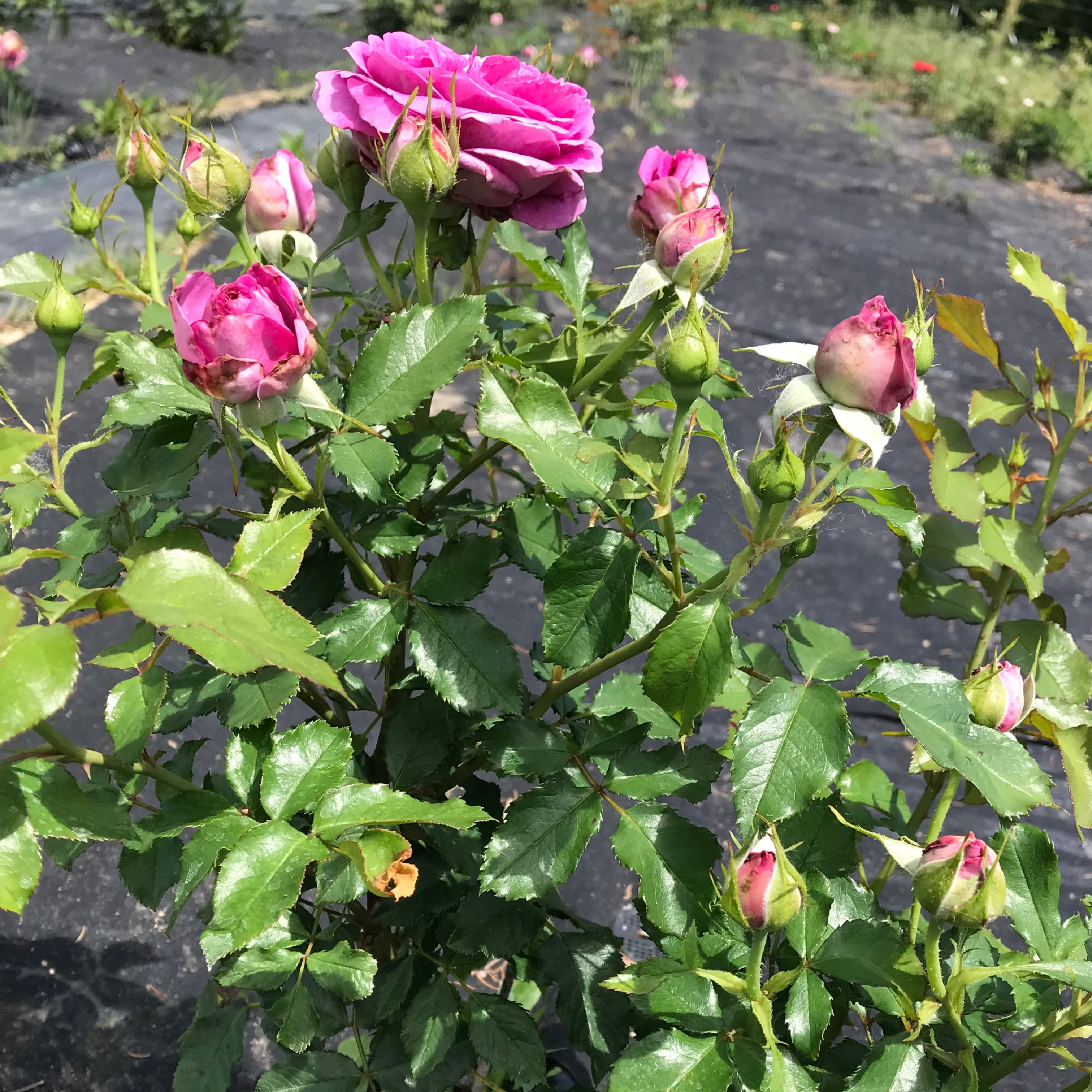 Sweet Madame Blue (per stem)