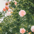 Edith's Darling rose, per stem