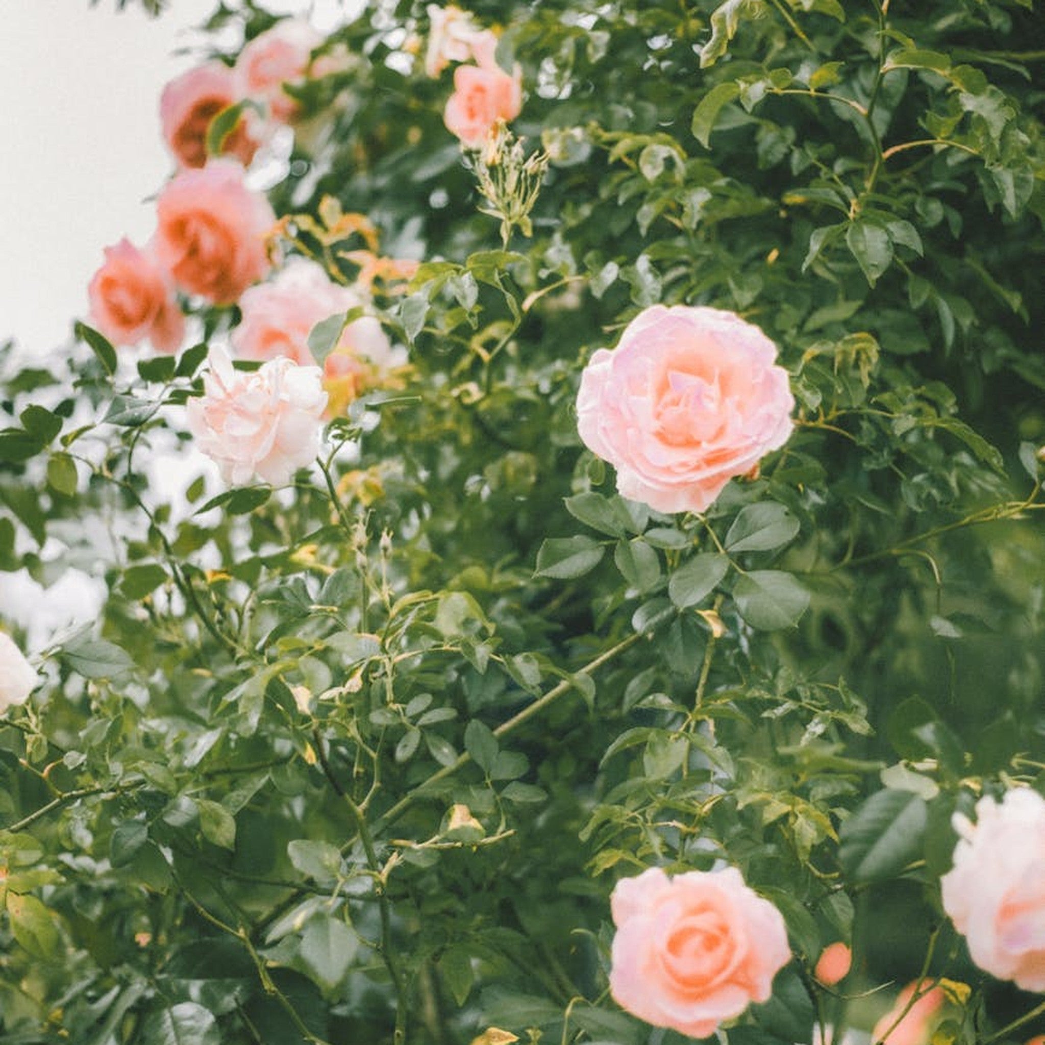 Edith's Darling rose, per stem
