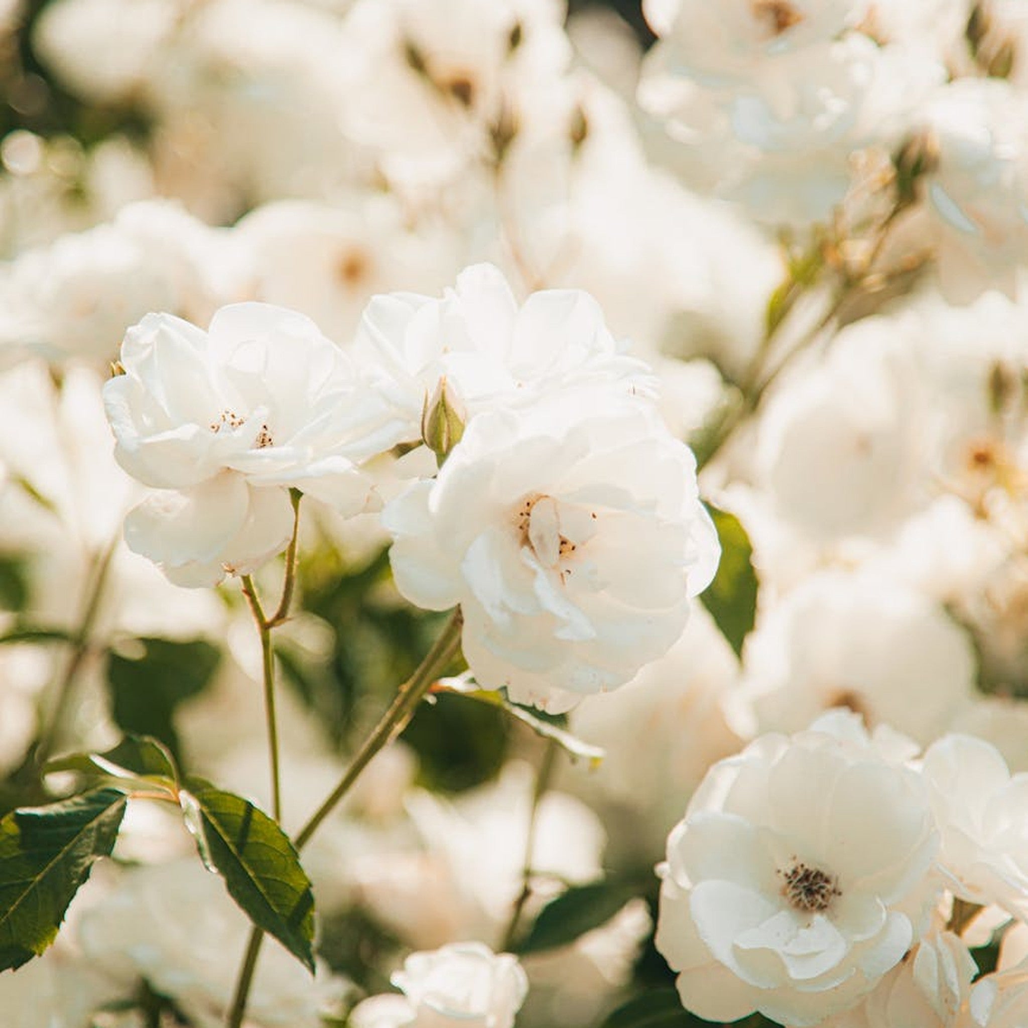 White Eden rose, per stem