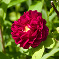 Celestial Night rose, per stem