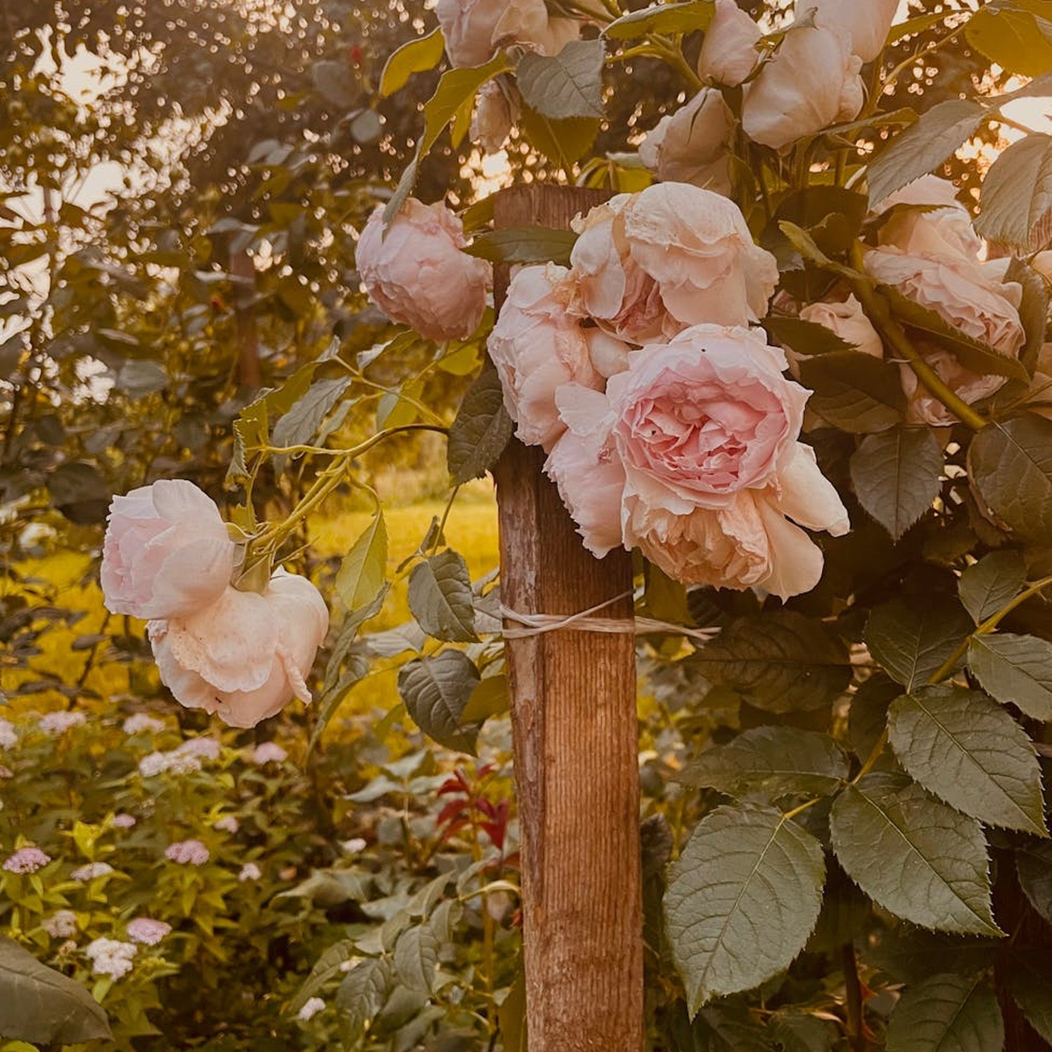 Goddess of the Luo River rose, per stem