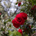 Florentina rose, per stem