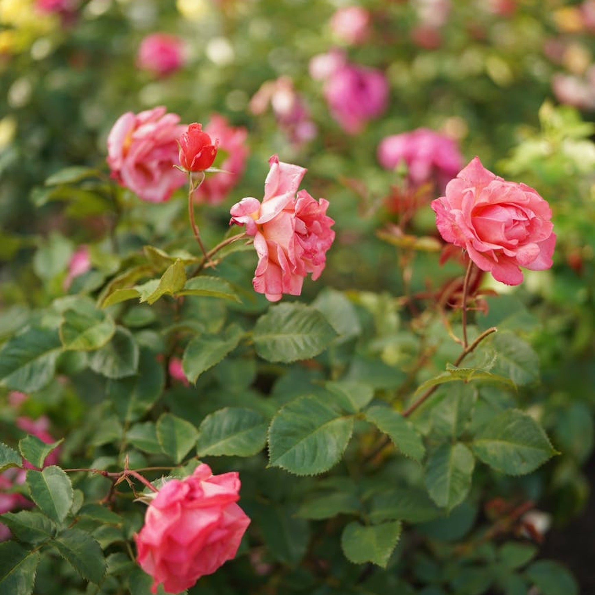 Reminiscent Coral rose, per stem