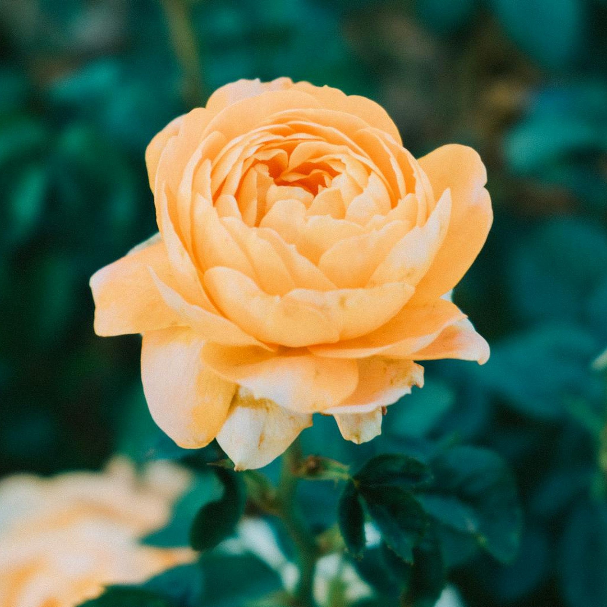 Jean Giono rose, per stem
