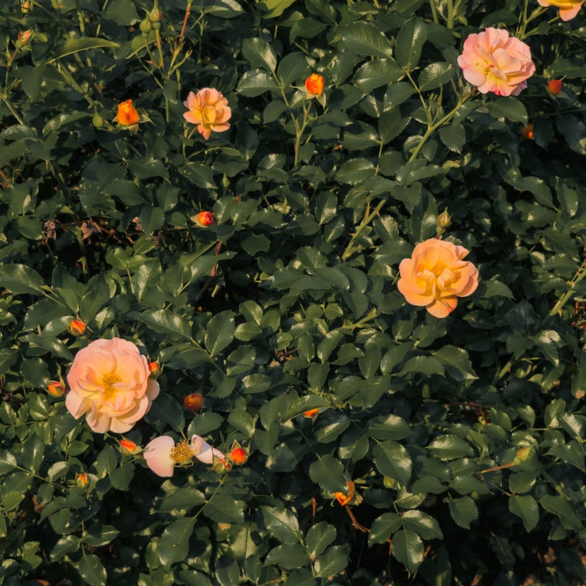 Apricot Drift rose, per stem