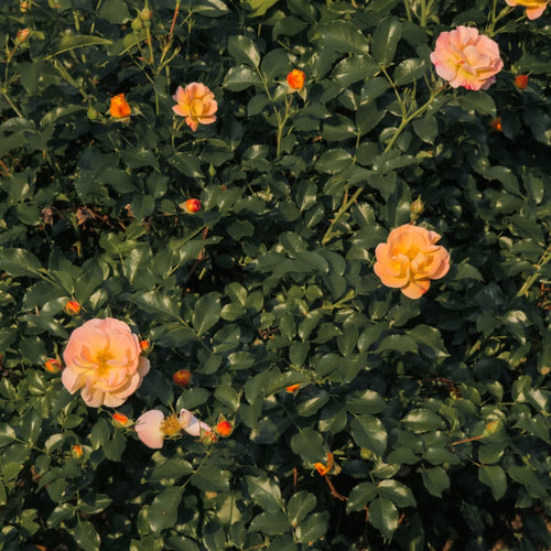 Apricot Drift rose, per stem