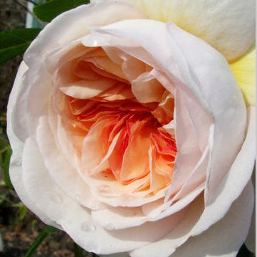 Marianne (per stem)