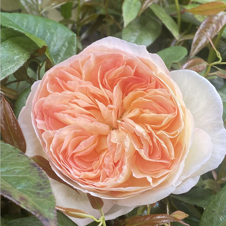 Marianne (per stem)