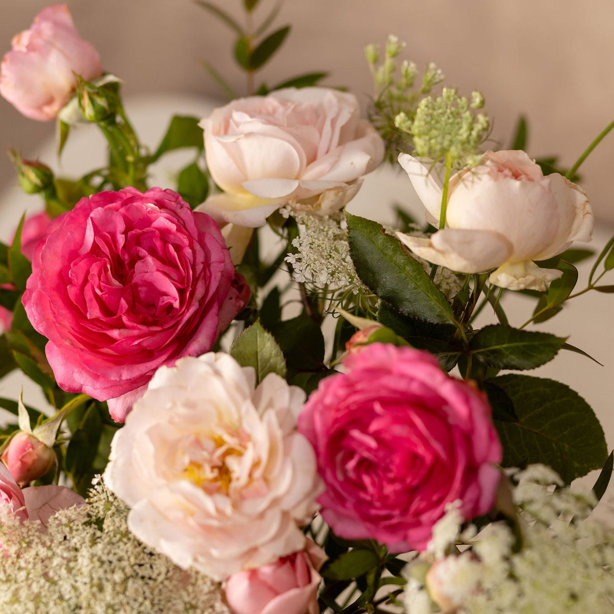 Rose & Lace