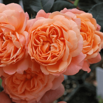 Dominic Sunset (per stem)