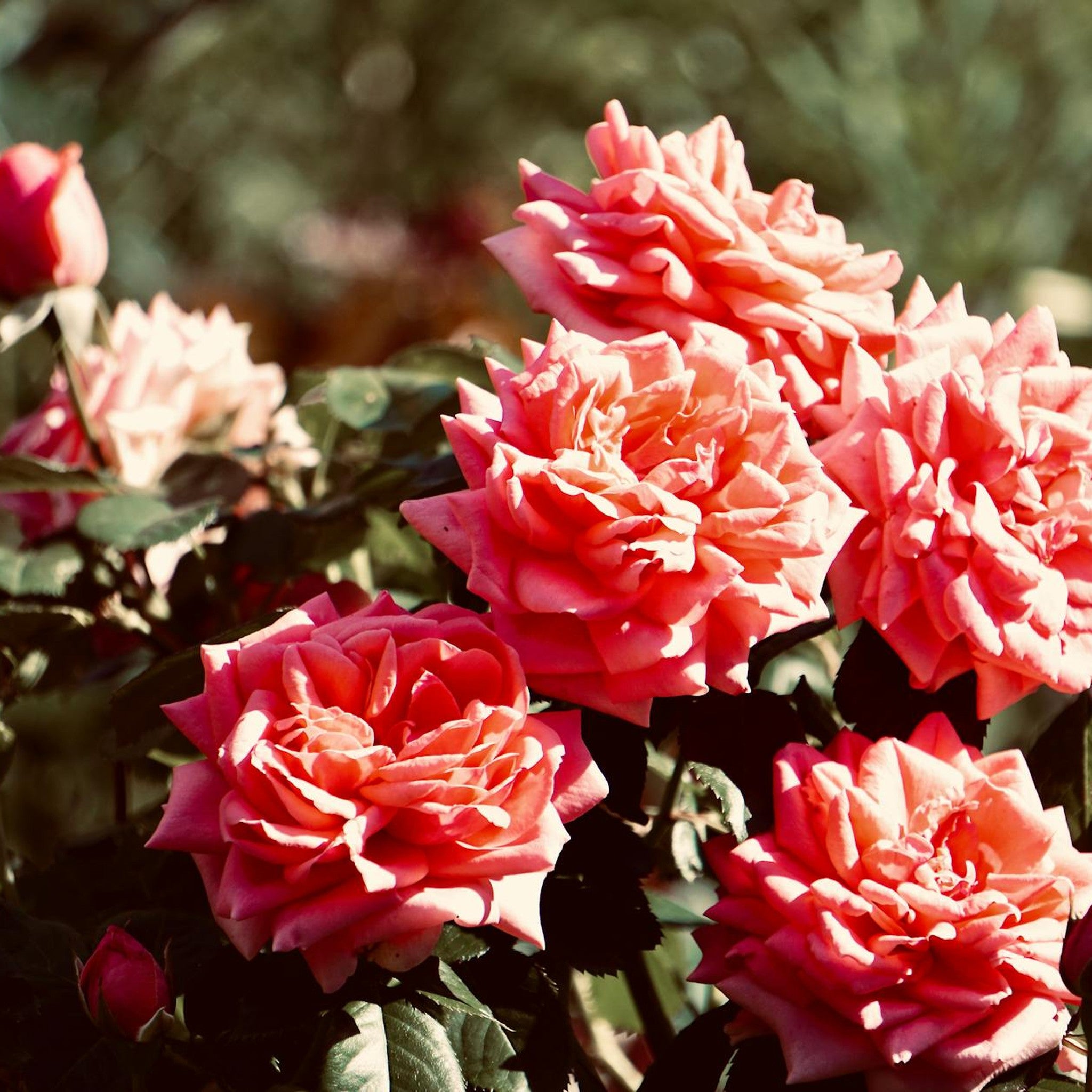 Spencer rose, per stem