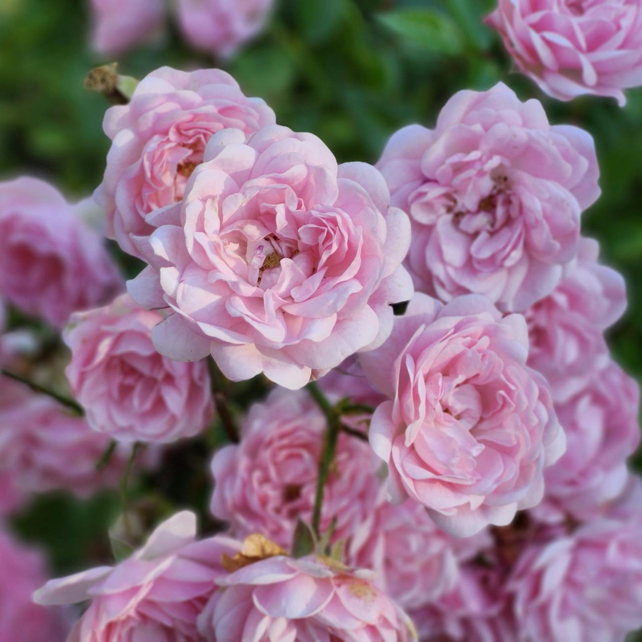 Lady Stuart rose, per stem