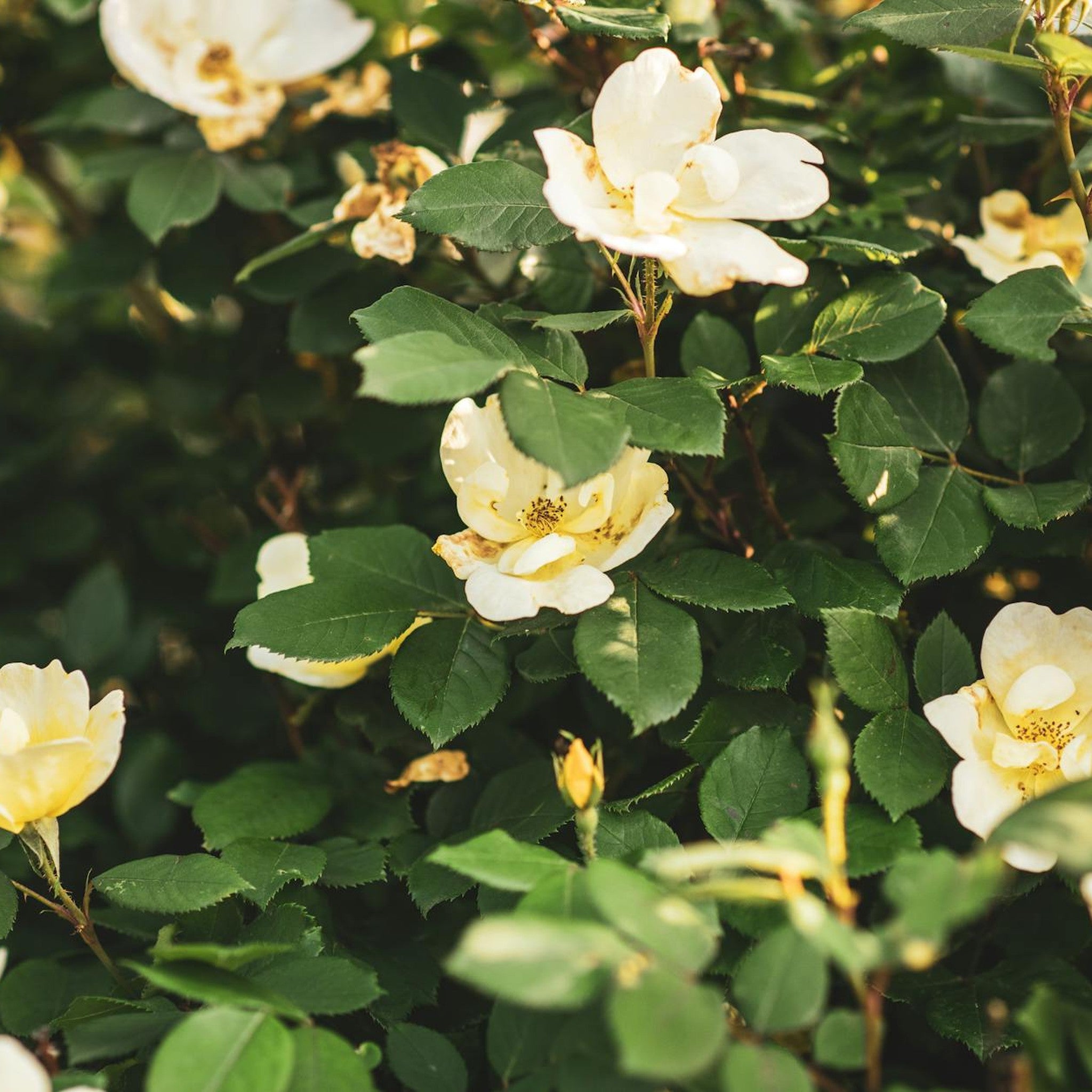 Julia Child rose, per stem