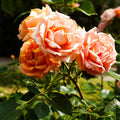 Flavorette Honey-Apricot rose, per stem