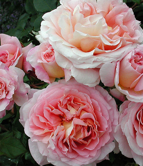 AUScot rose, per stem