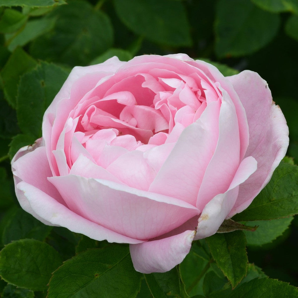 Baroness Rothschild (per stem)