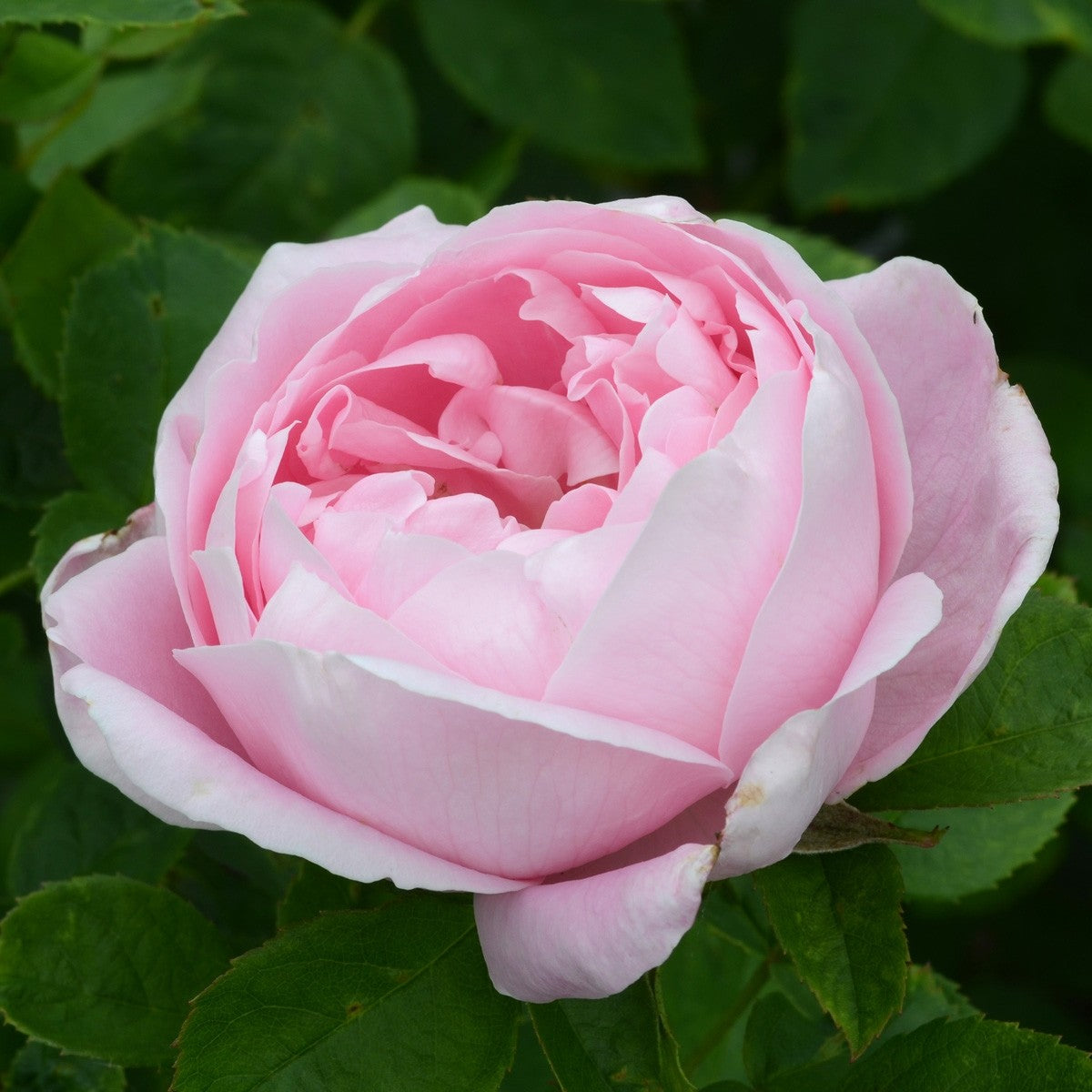 Baroness Rothschild (per stem)