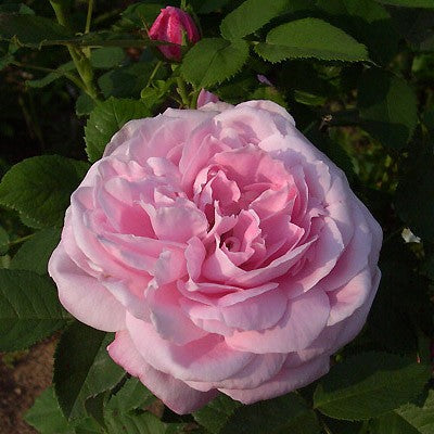 Baroness Rothschild (per stem)