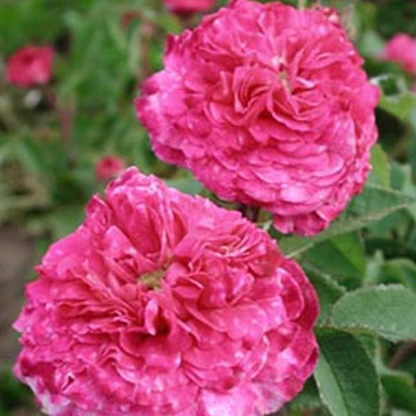 Cramoisi Picote (per stem)