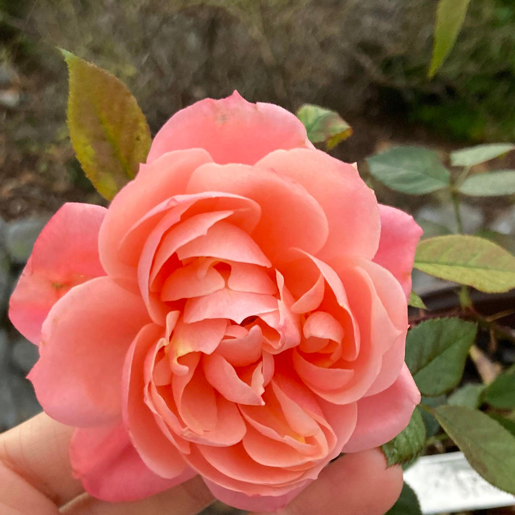 Dominic Sunset (per stem)