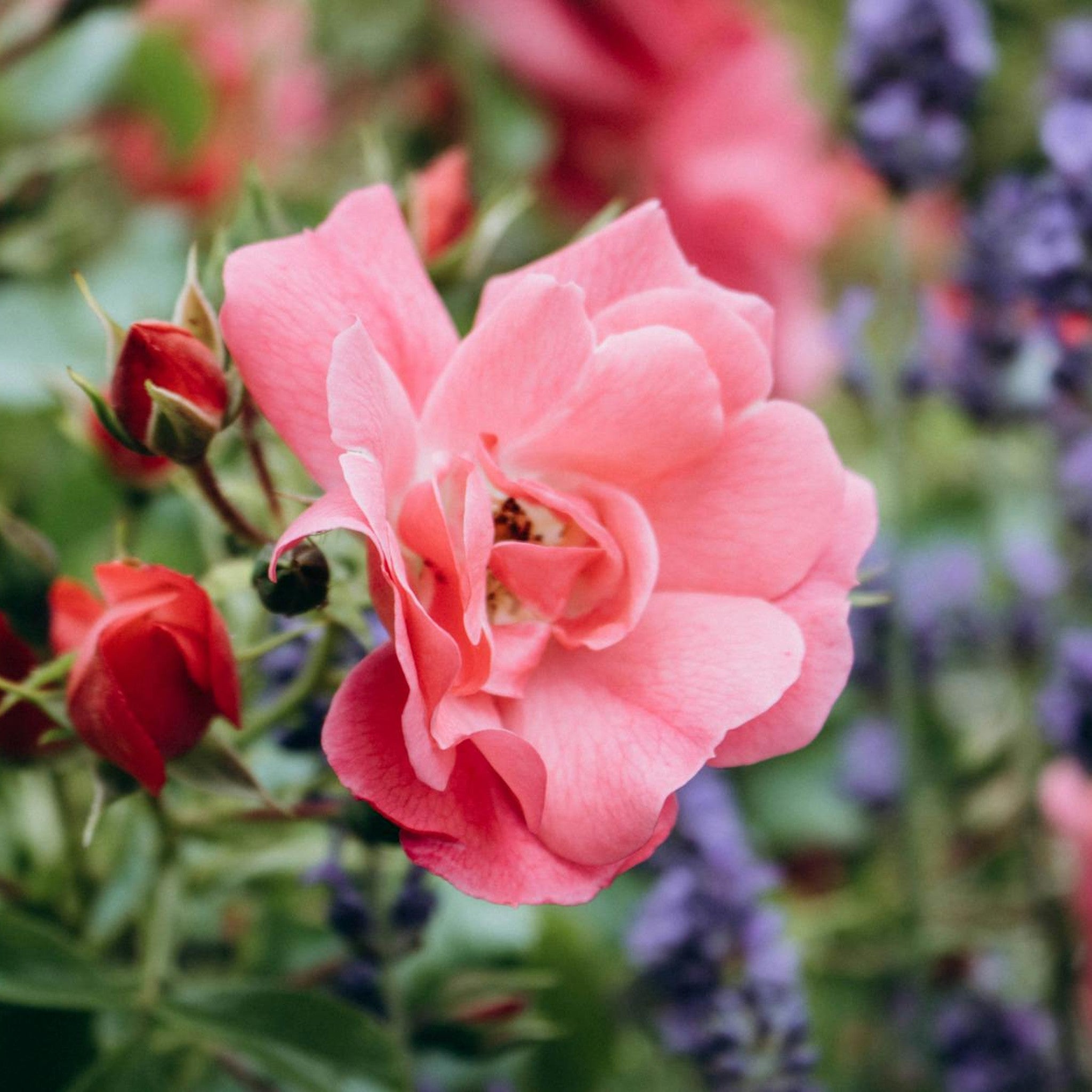 Love Song rose, per stem