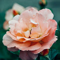 Fun in the Sun rose, per stem