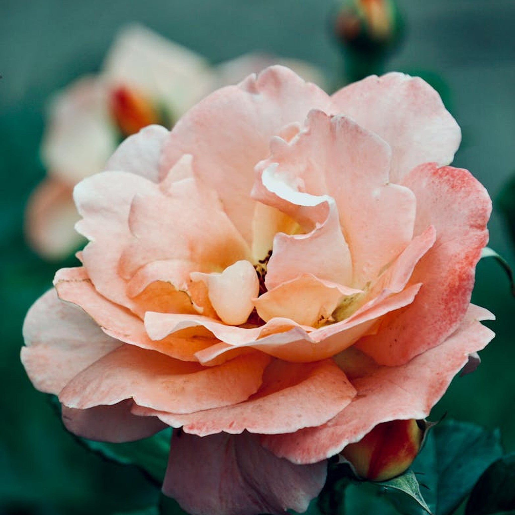 Fun in the Sun rose, per stem