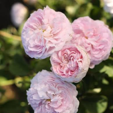 Duchesse de Montebello (per stem)