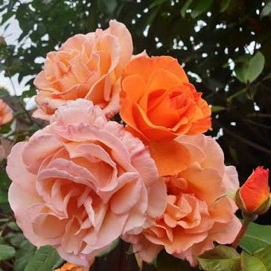 Dominic Sunset (per stem)