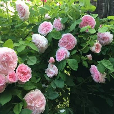 Allegra (per stem)