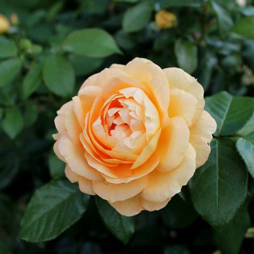 Alchymist rose, per stem