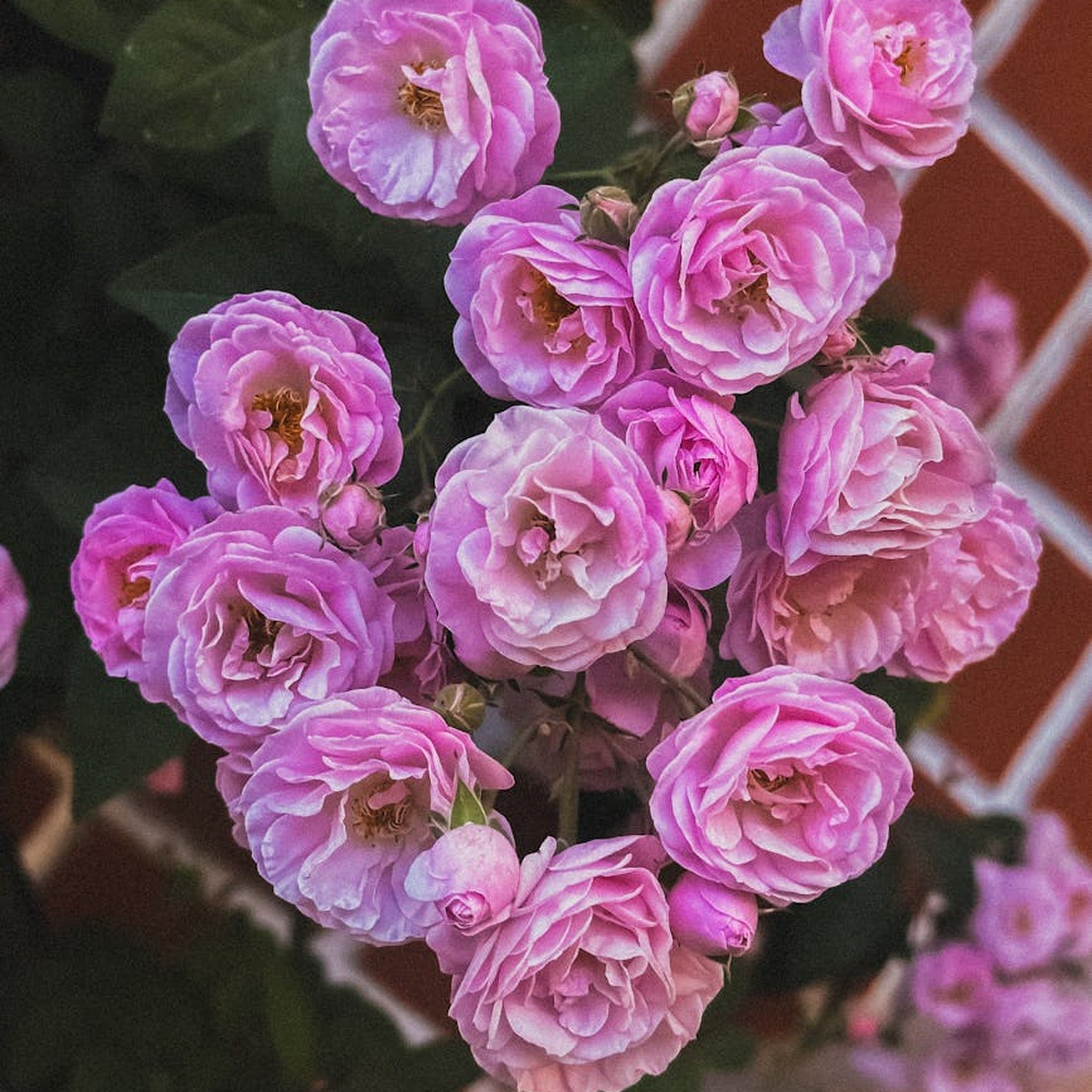 Uptown Girl rose, per stem