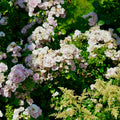 Fashion Forward rose, per stem