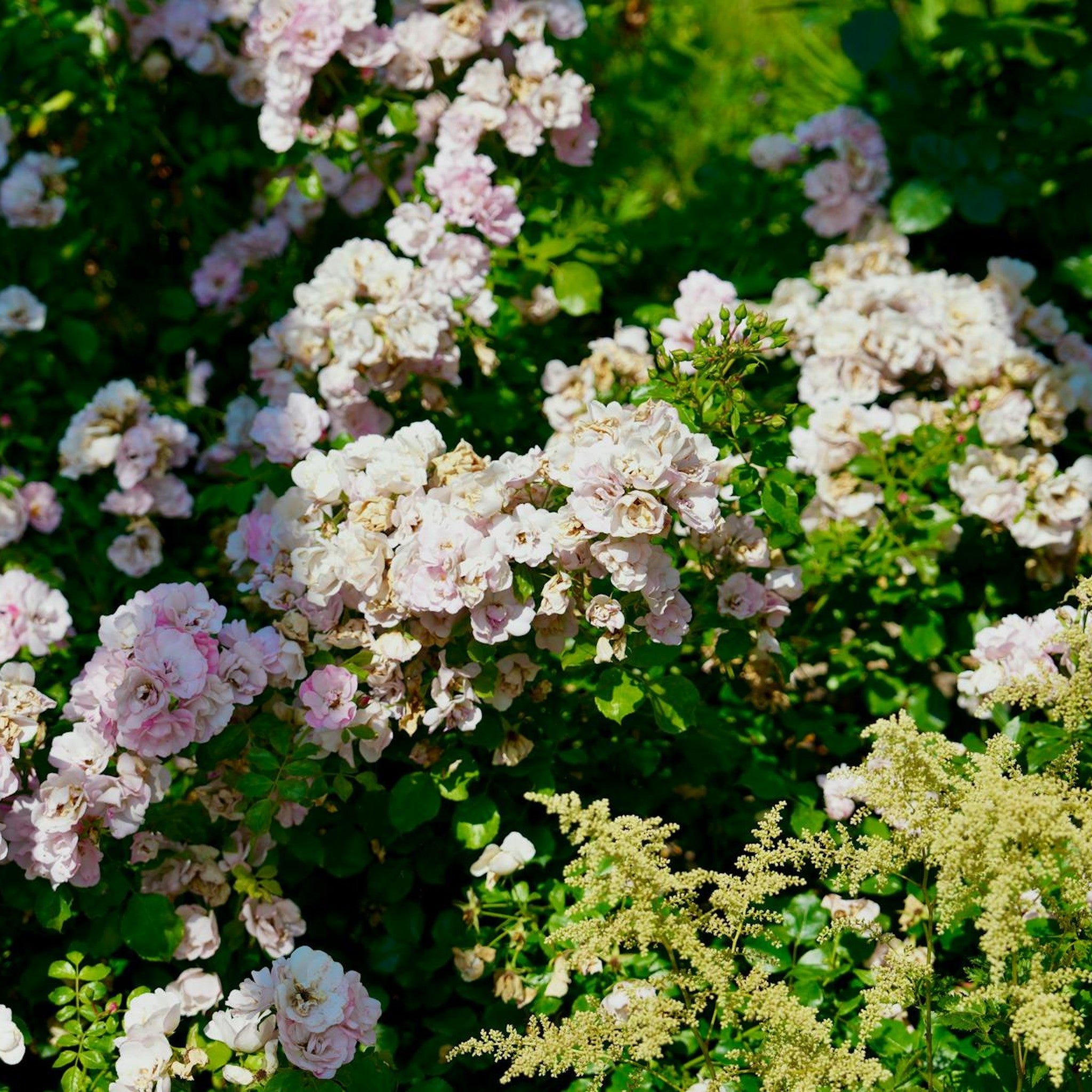 Fashion Forward rose, per stem
