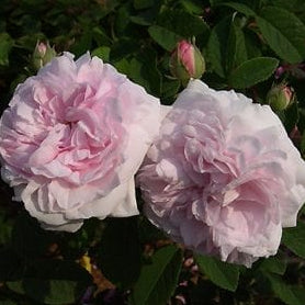 Lady Stuart (per stem)