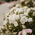 Cloud 10 rose, per stem