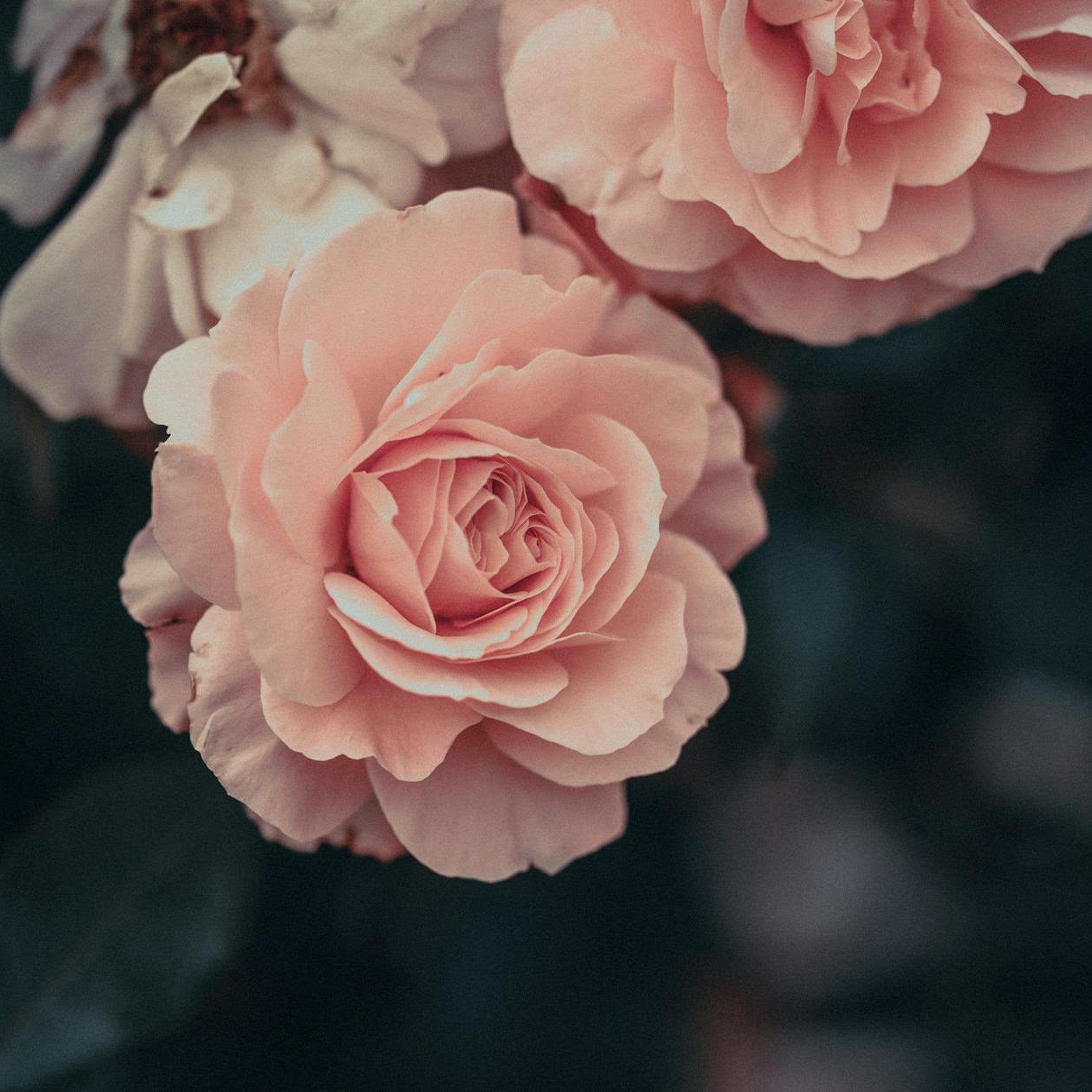 Quietness rose, per stem