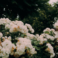 Easy on the Eyes rose, per stem