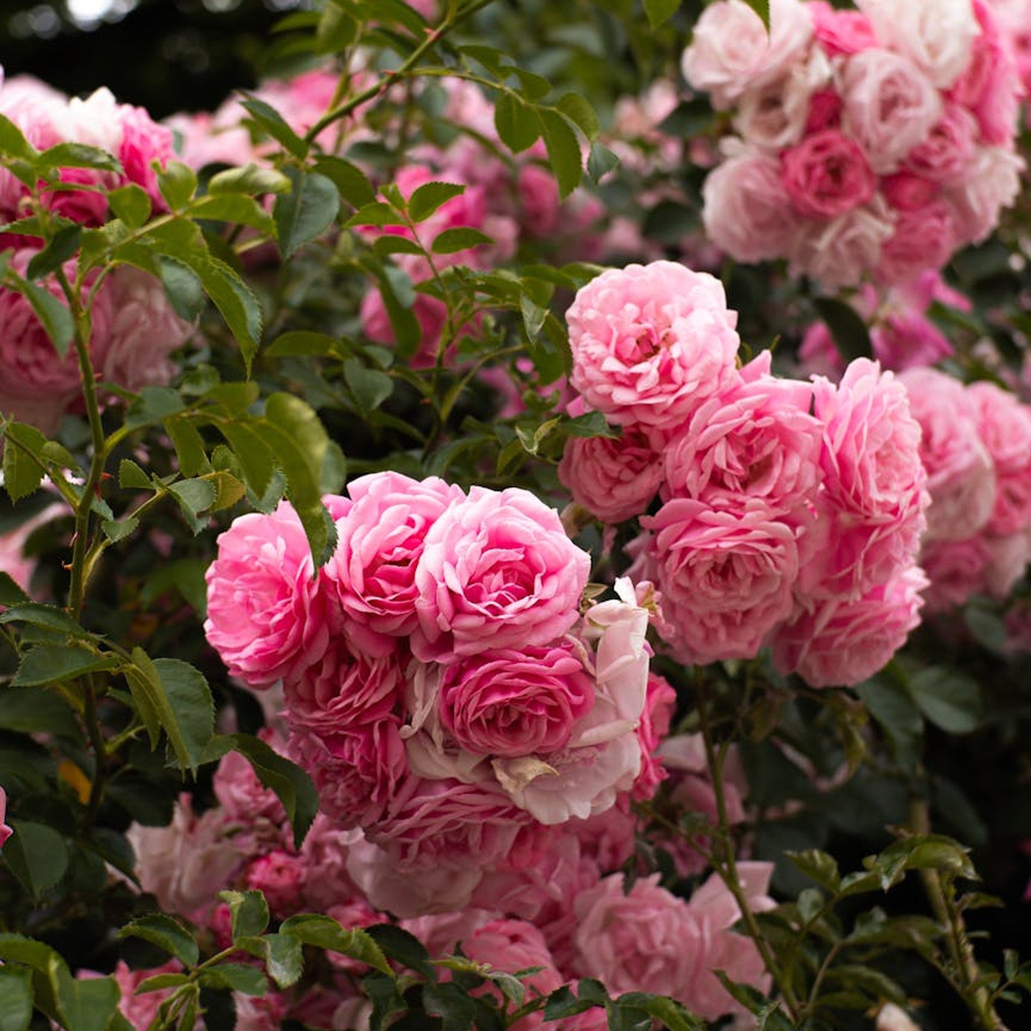 Walferdange rose, per stem