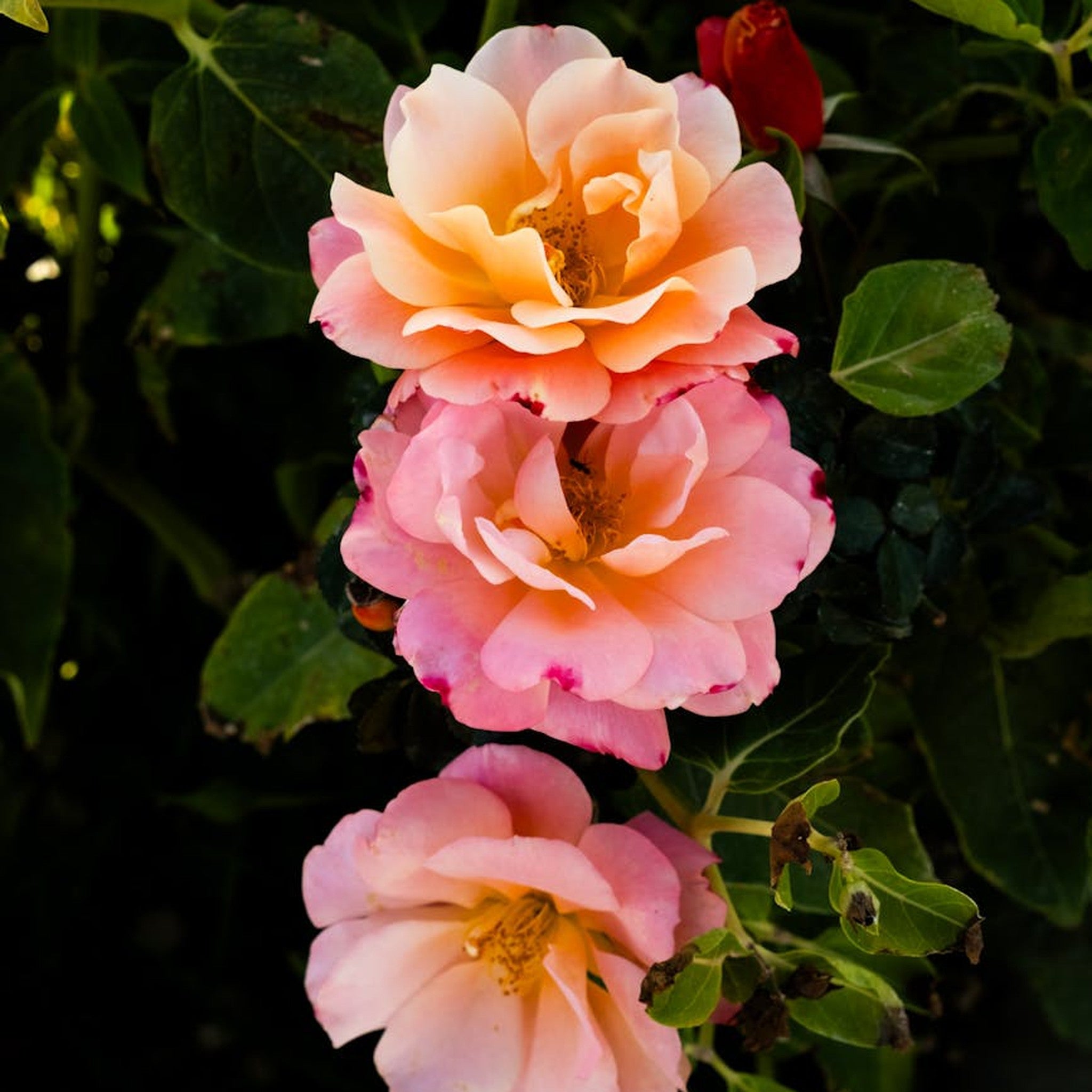 Jump for Joy rose, per stem
