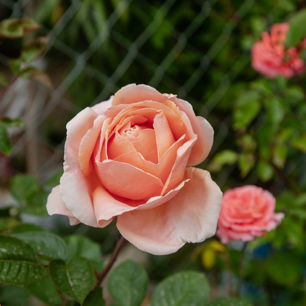 Dominic Sunset rose, per stem