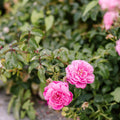 All Dressed Up rose, per stem